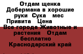 Отдам щенка Добермана в хорошие руки. Сука 5 мес. Привита › Цена ­ 5 000 - Все города Животные и растения » Отдам бесплатно   . Краснодарский край